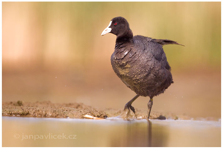 Lyska černá, (Fulica atra)