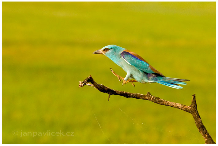 Mandelík hajní (Coracias garrulus)