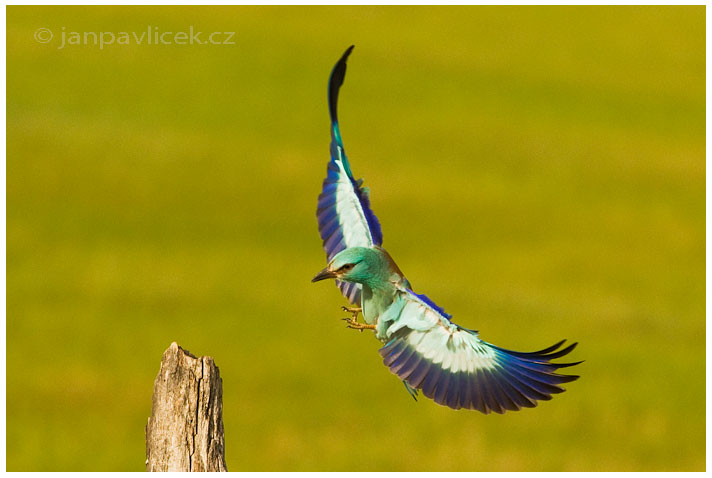 Mandelík hajní (Coracias garrulus)