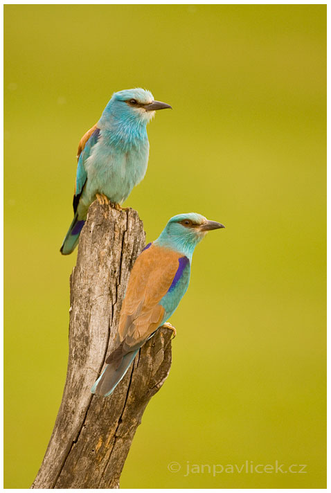 Mandelík hajní (Coracias garrulus)