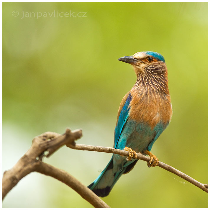 Mandelík indický (Coracias benghalensis)