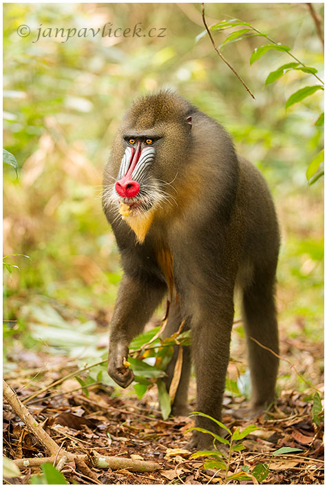 Mandril rýholící (Mandrillus sphinx)