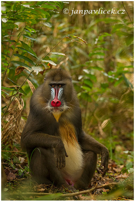 Mandril rýholící (Mandrillus sphinx)