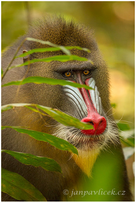 Mandril rýholící (Mandrillus sphinx)