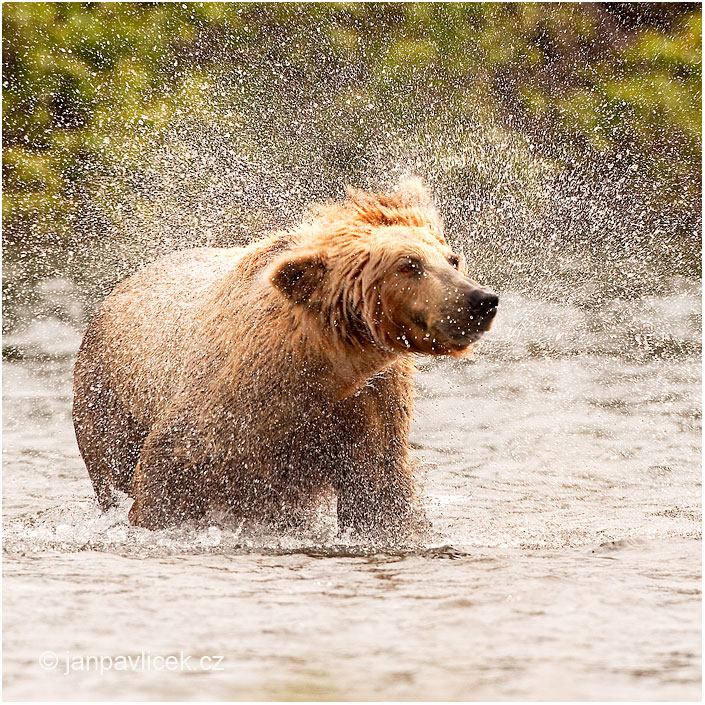 Medvěd grizzly (Ursus arctos horribilis), také:  medvěd stříbrný, medvěd hnědý severoamerický,  poddruh medvěda hnědého (Ursus arctos)