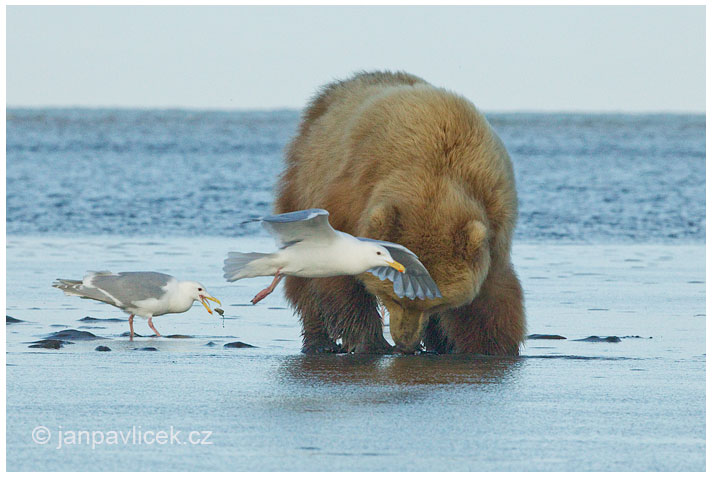 Medvěd grizzly (Ursus arctos horribilis), také:  medvěd stříbrný, medvěd hnědý severoamerický,  poddruh medvěda hnědého (Ursus arctos)