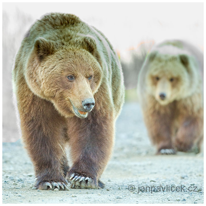 Medvěd grizzly (Ursus arctos horribilis),  také:  medvěd stříbrný, medvěd hnědý severoamerický,  poddruh medvěda hnědého (Ursus arctos) 