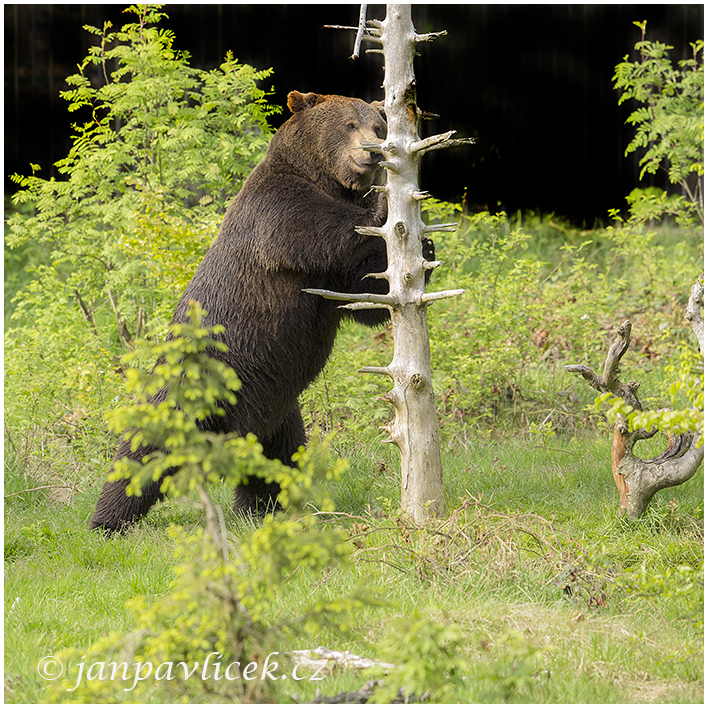 Medvěd hnědý (Ursus arctos)