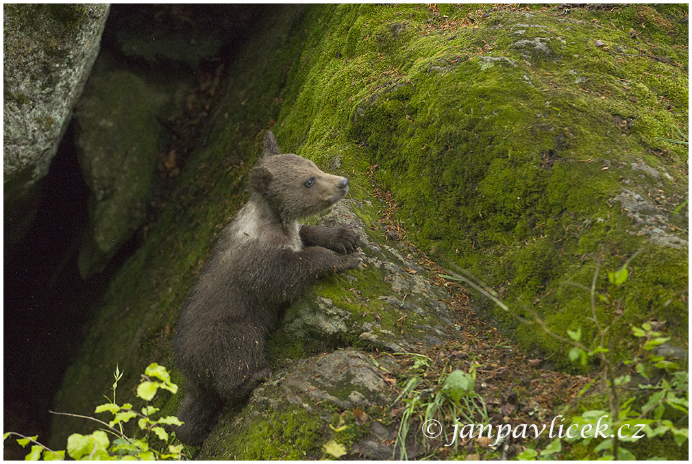 Medvěd hnědý (Ursus arctos)