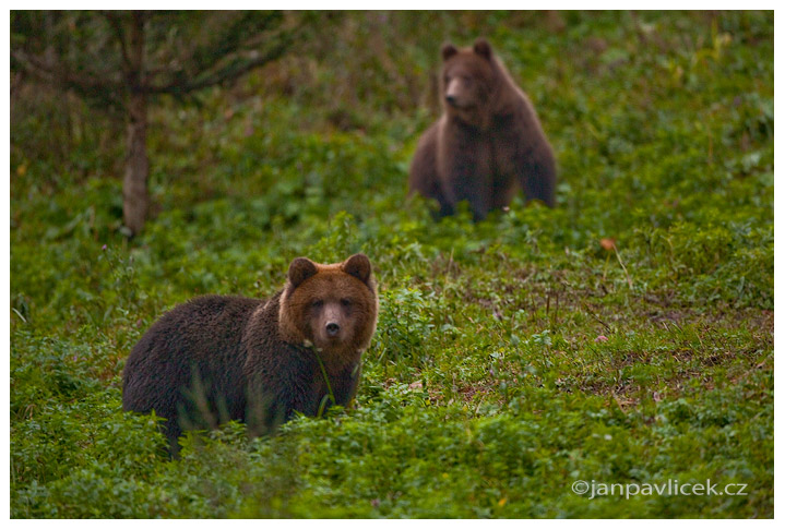 Medvěd hnědý (Ursus arctos)