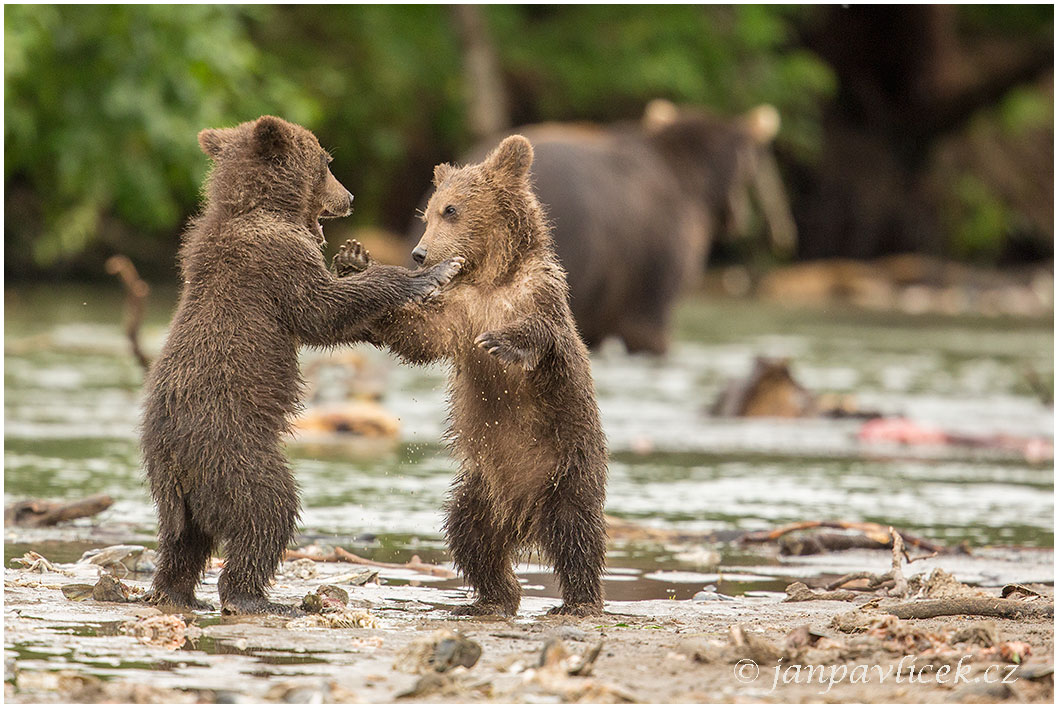 Medvěd kamčatský (Ursus arctos beringianus)