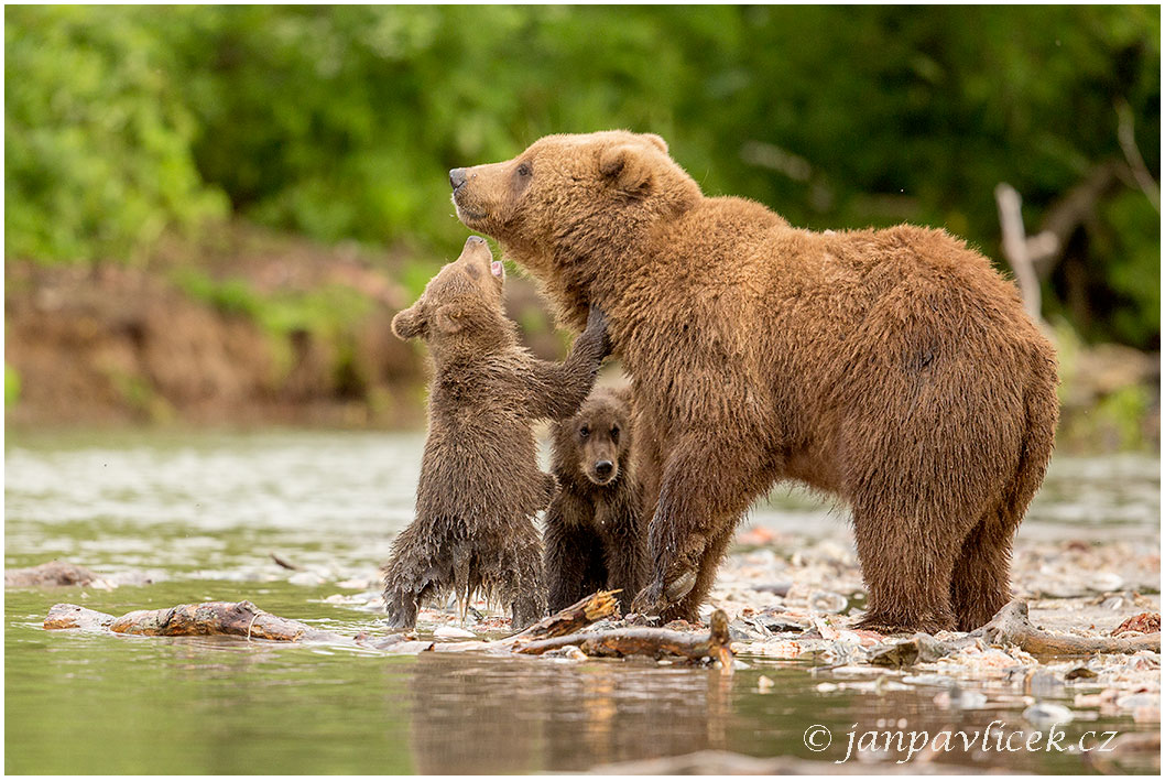 Medvěd kamčatský (Ursus arctos beringianus)