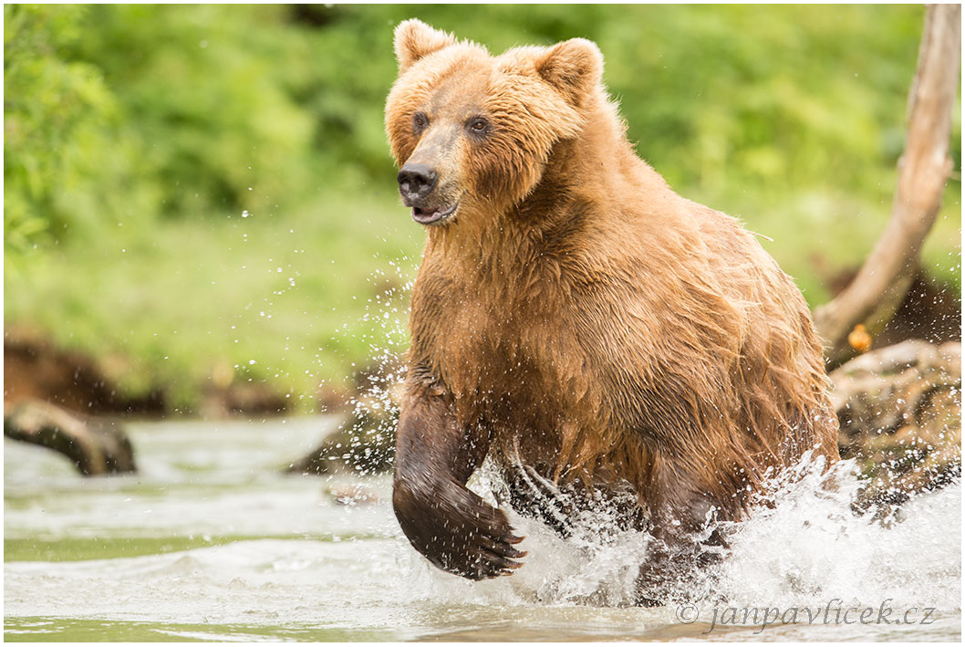 Medvěd kamčatský (Ursus arctos beringianus)