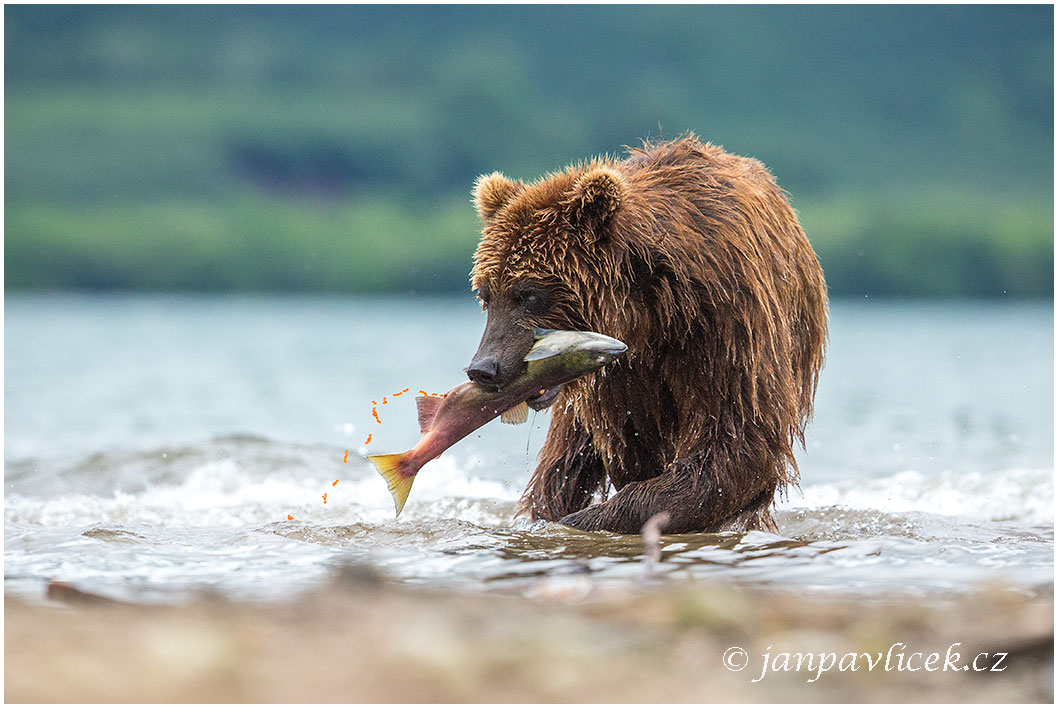 Medvěd kamčatský  (Ursus arctos beringianus)