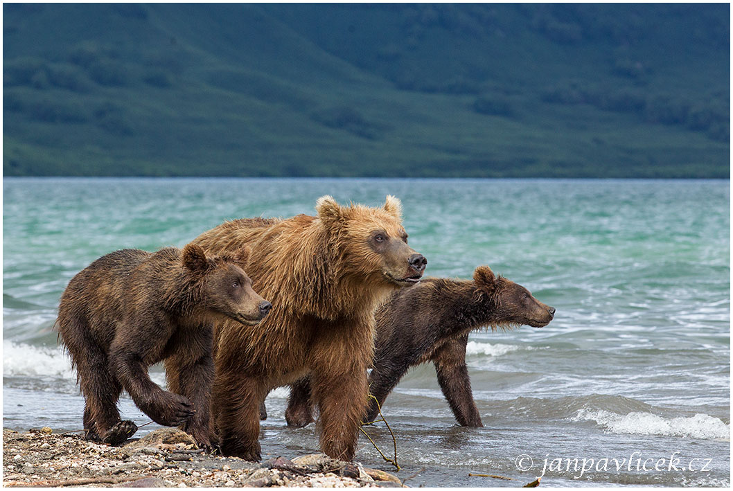 Medvěd kamčatský  (Ursus arctos beringianus)