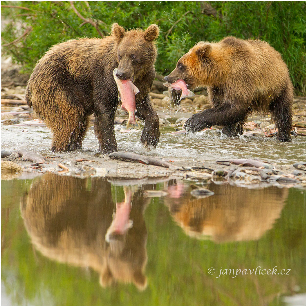 Medvěd kamčatský  (Ursus arctos beringianus)