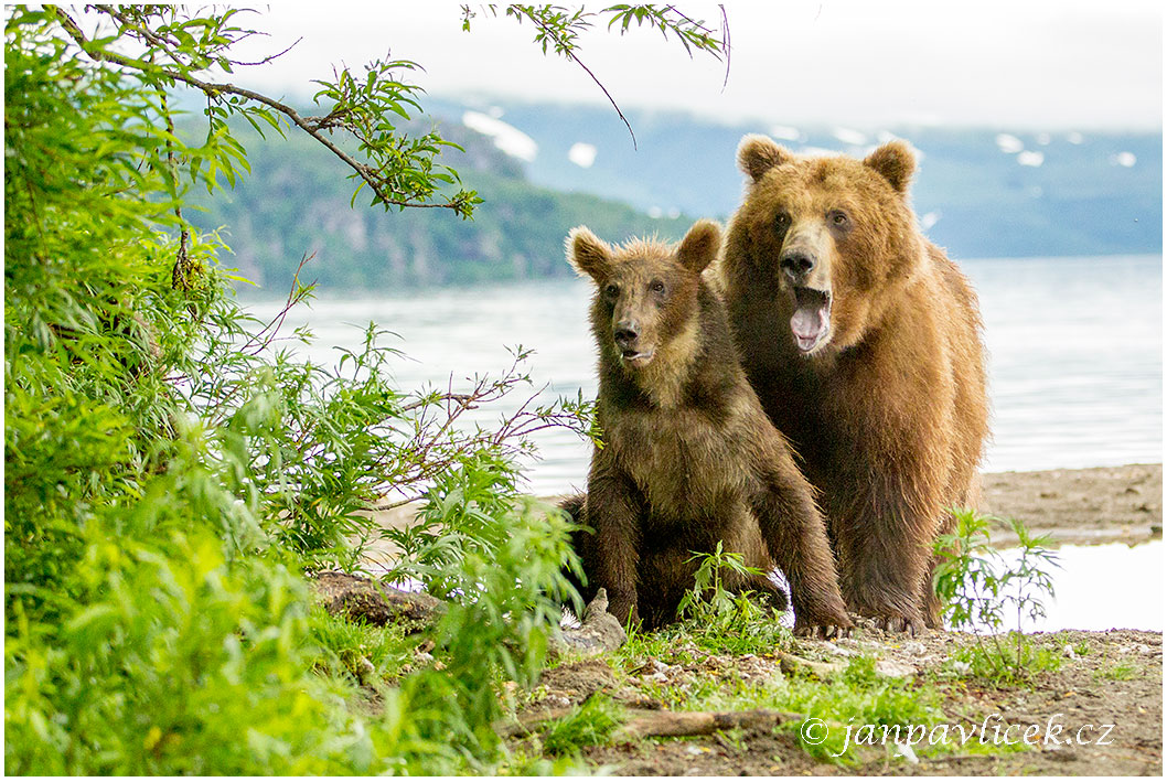 Medvěd kamčatský  (Ursus arctos beringianus)