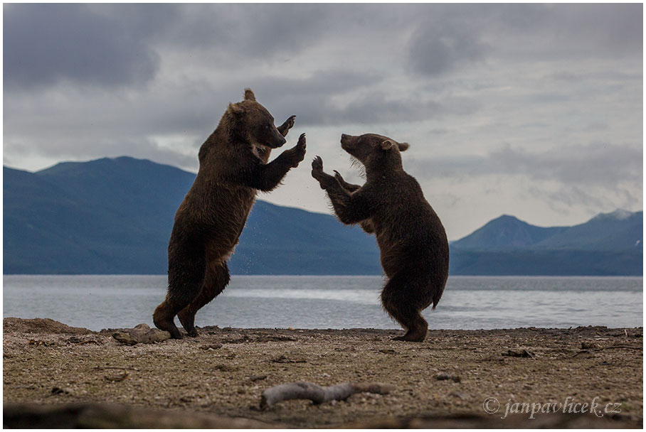 Medvěd kamčatský  (Ursus arctos beringianus)