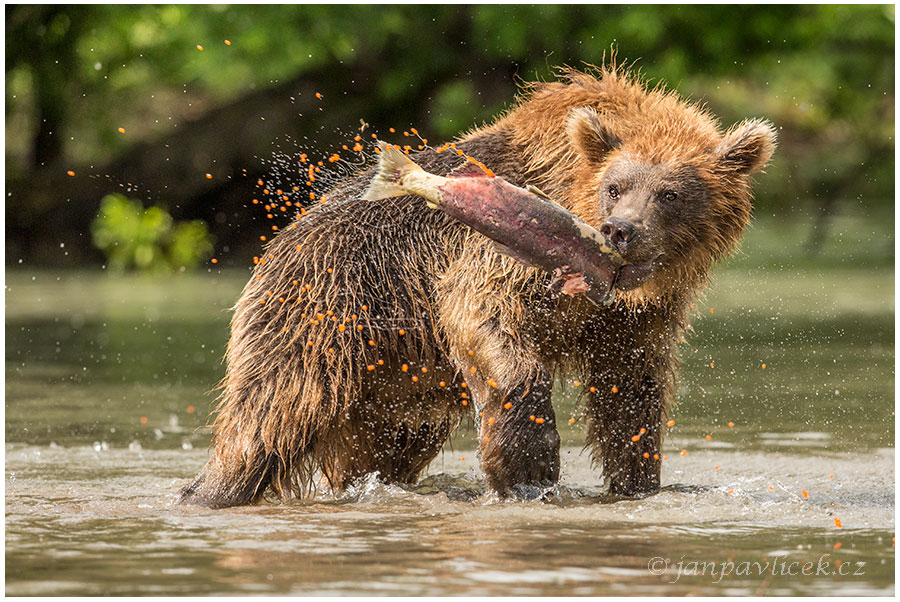 Medvěd kamčatský  (Ursus arctos beringianus)