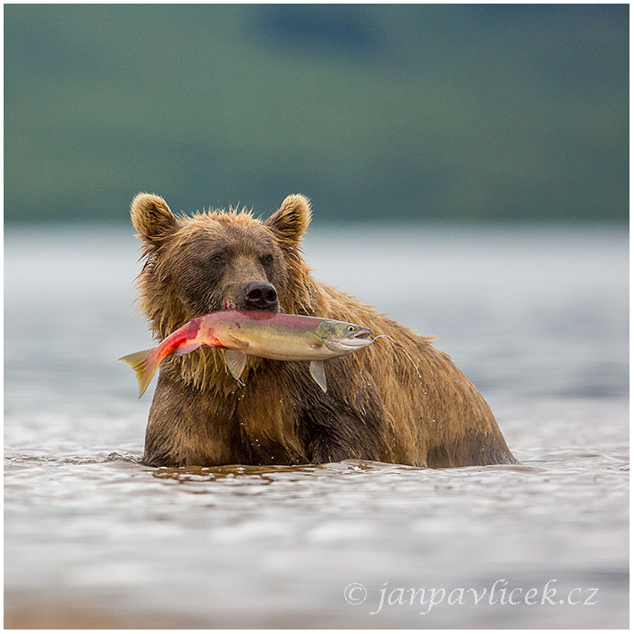 Medvěd kamčatský  (Ursus arctos beringianus)