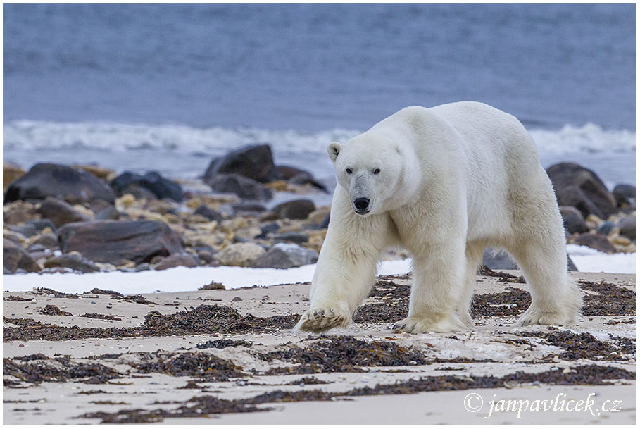 Medvěd lední (Ursus maritimus)