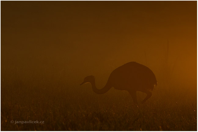 Nandu pampový (Rhea americana)