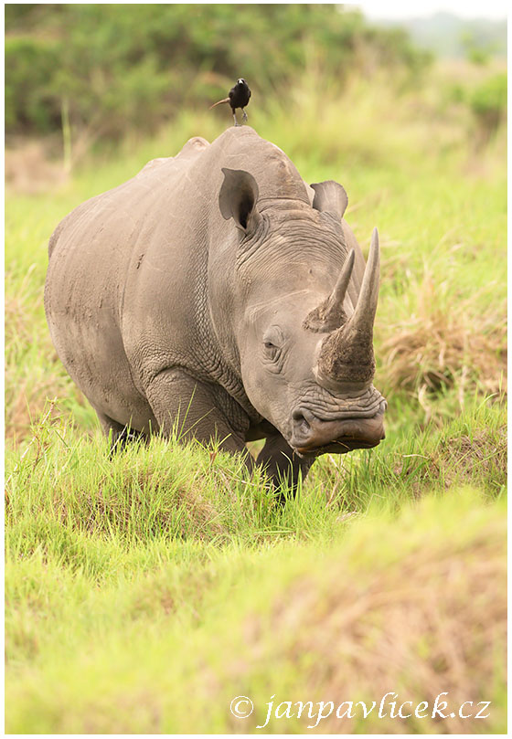 Nosorožec tuponosý (Ceratotherium simum)