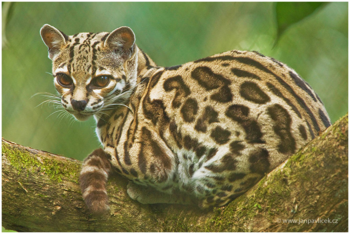 Ocelot (Leopardus pardalis)