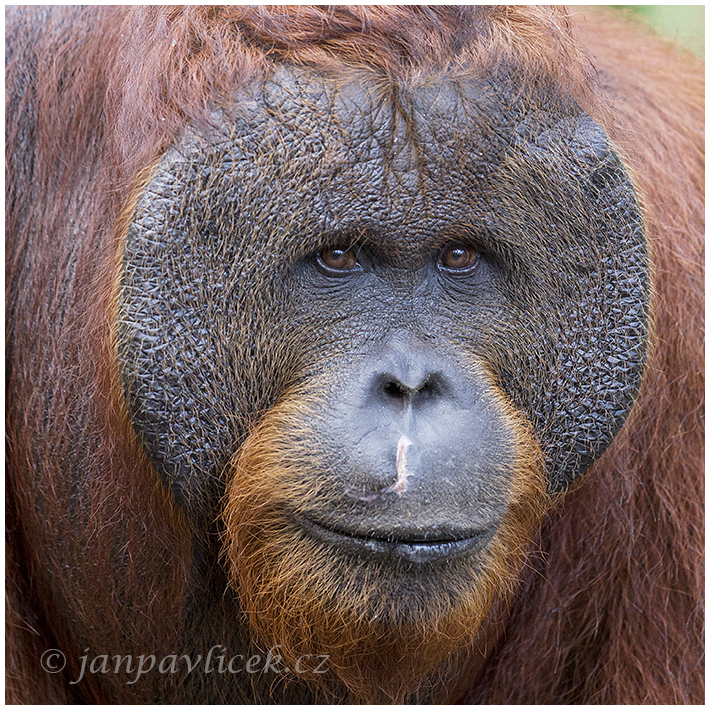 Orangutan bornejský (Pongo pygmaeus) , alfa samec