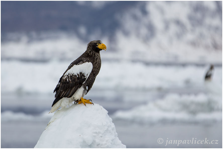 Orel východní (Haliaeetus pelagicus), tež  orel kamčatský, bělokřídlý nebo Stellerův