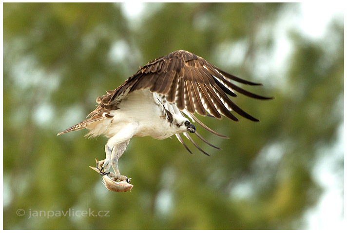 Orlovec říční (Pandion haliaetus)