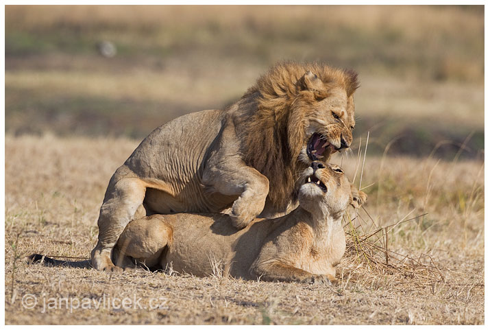 Páření ,  Lev pustinný,  Panthera leo  ( ... více v BLOGu)