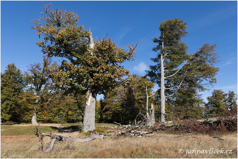 Pastviny Kohlschachten (1150 m)