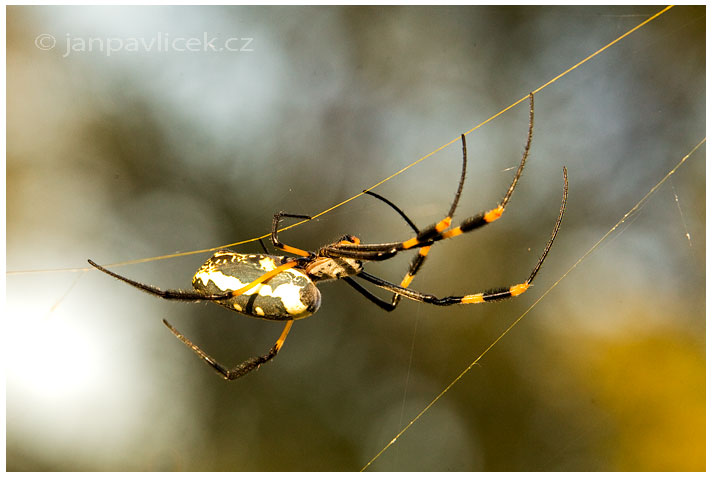 Pavouk (Araneae) 