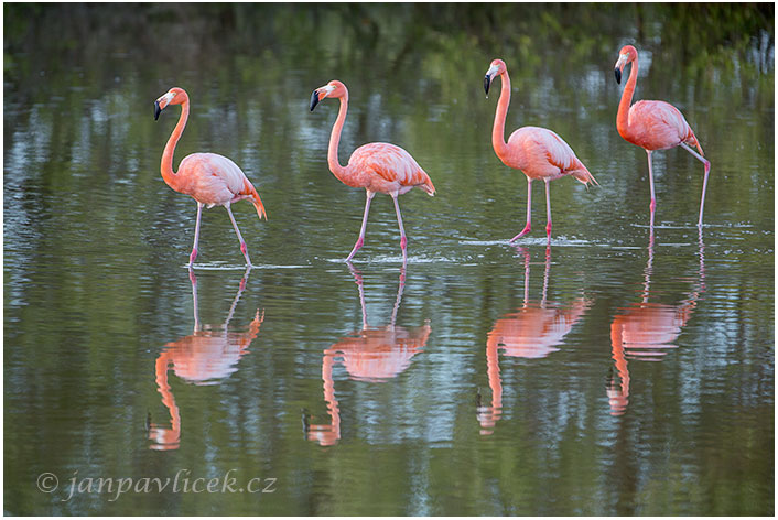 Plameňák karibský (Phoenicopterus ruber)