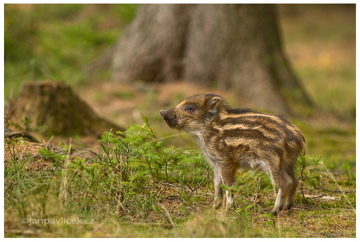 Prase divoké (Sus scrofa)