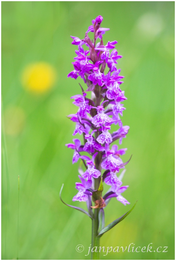 Prstnatec májový (Dactylorhiza majalis)