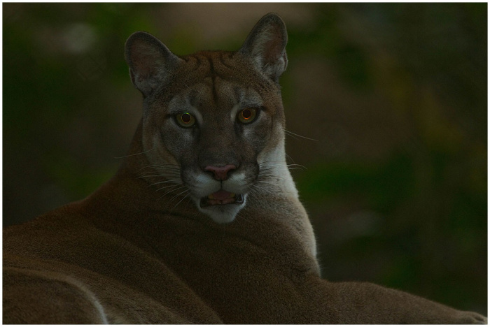 Puma americká (Puma concolor)