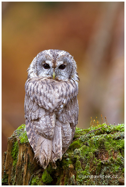 Puštík bělavý (Strix uralensis) 