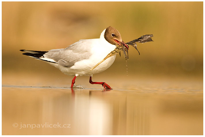 Racek černohlavý (Larus melanocephalus)