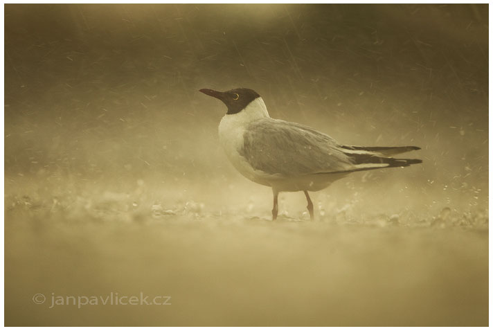 Racek chechtavý v lijáku (Larus ridibundus)