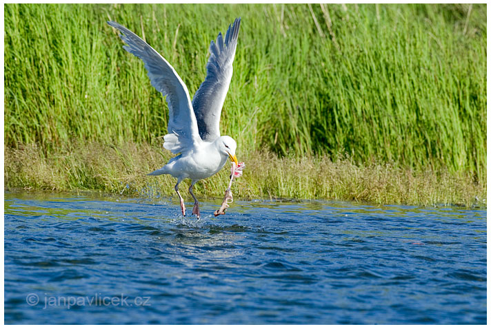 Racek šedý,  Larus hyperboreus