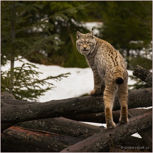 Rys ostrovid , Lynx lynx