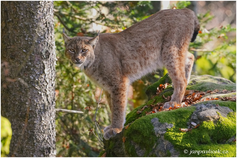 Rys ostrovid , Lynx lynx