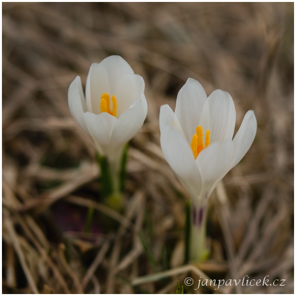 Šafrán jarní (Crocus vernus)