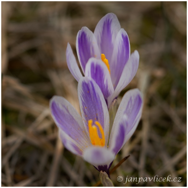 Šafrán jarní (Crocus vernus)