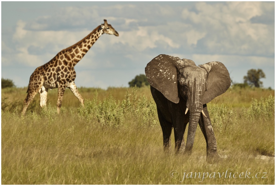 Slon africký (Loxodonta africana) 