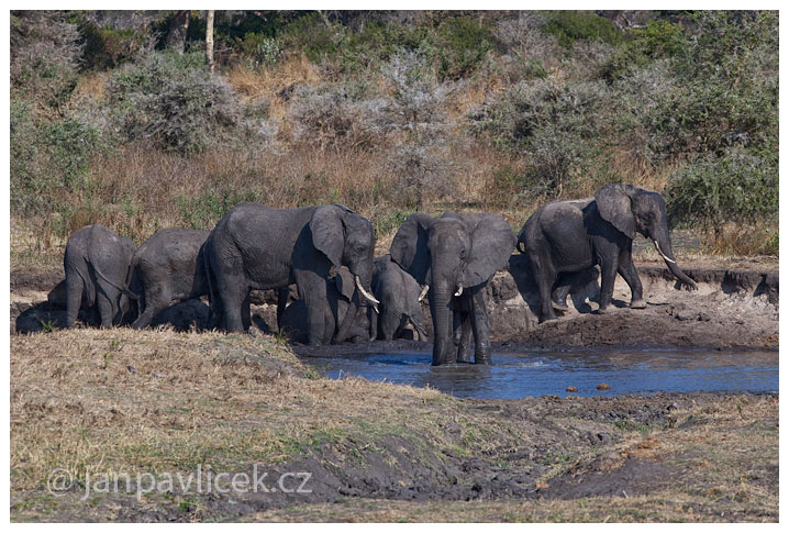 Slon africký (Loxodonta africana)