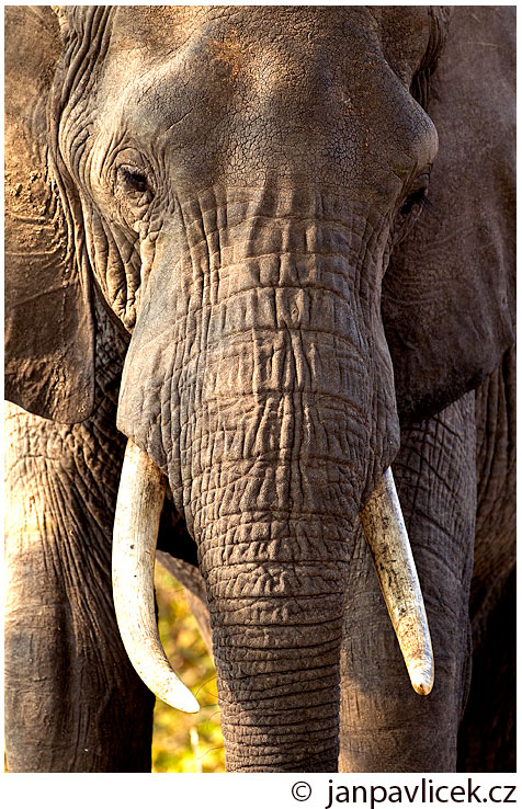 Slon africký (Loxodonta africana)