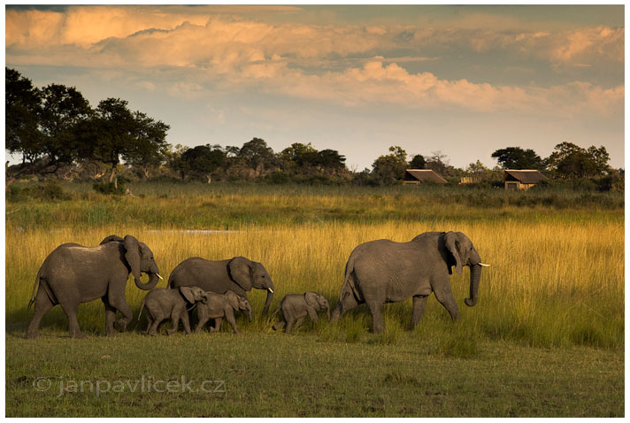 Slon africký (Loxodonta africana)